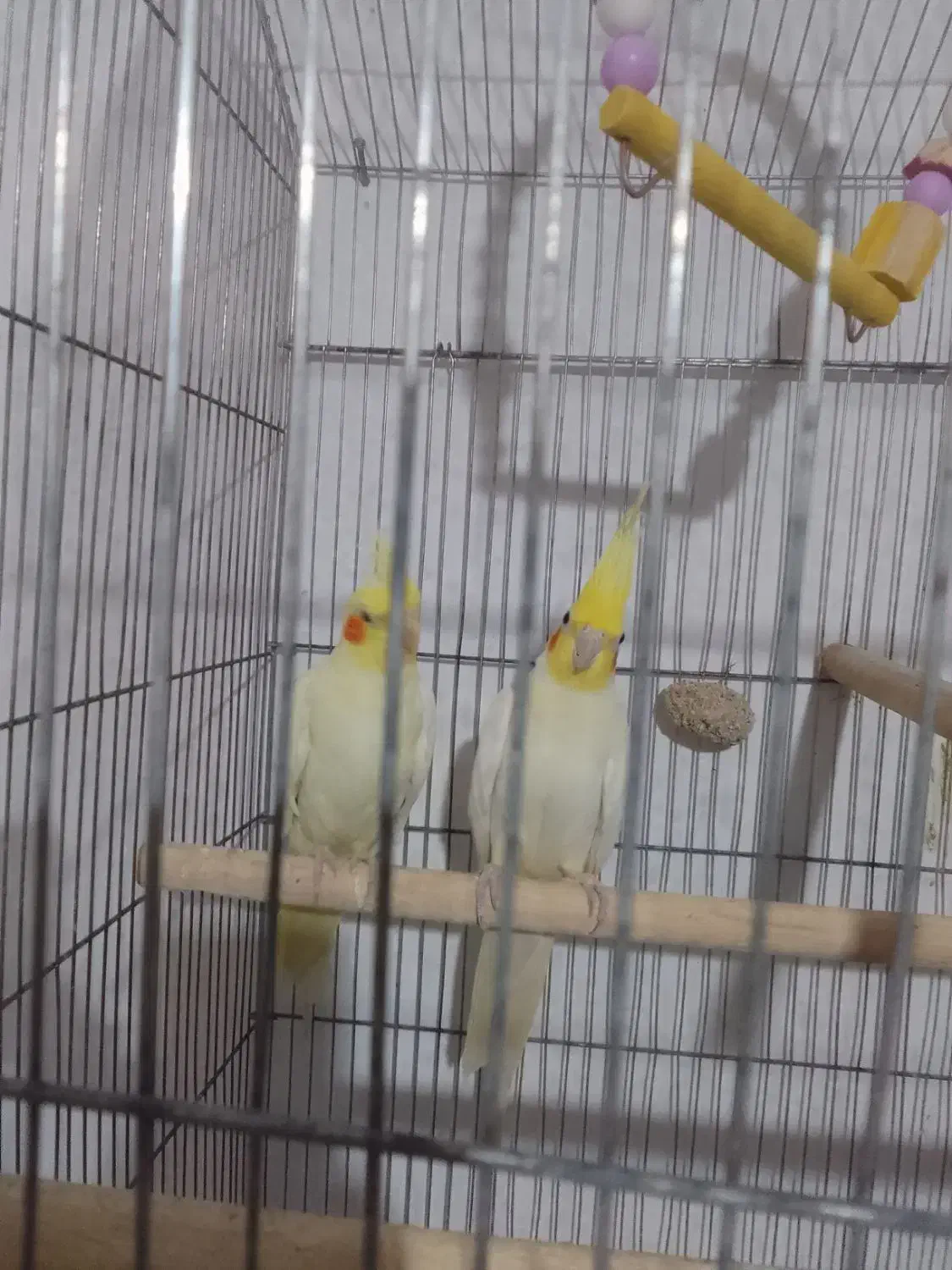 عروس هلندی جنس خوب تاج بزرگ|پرنده|فردوس (خراسان), |دیوار