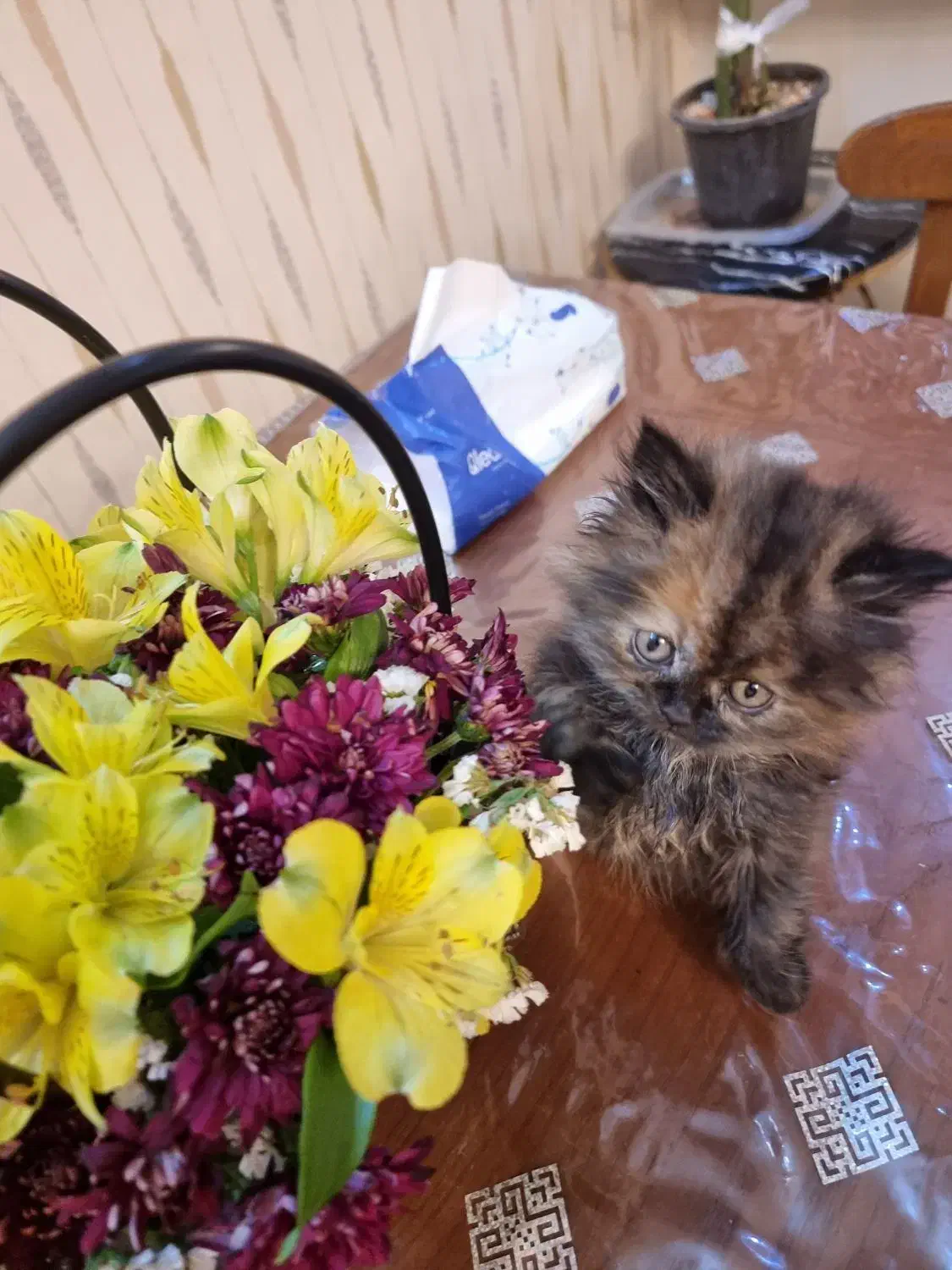 گربه اسکاتیش فولد لانگ هیر|گربه|تهران, جنت‌آباد مرکزی|دیوار