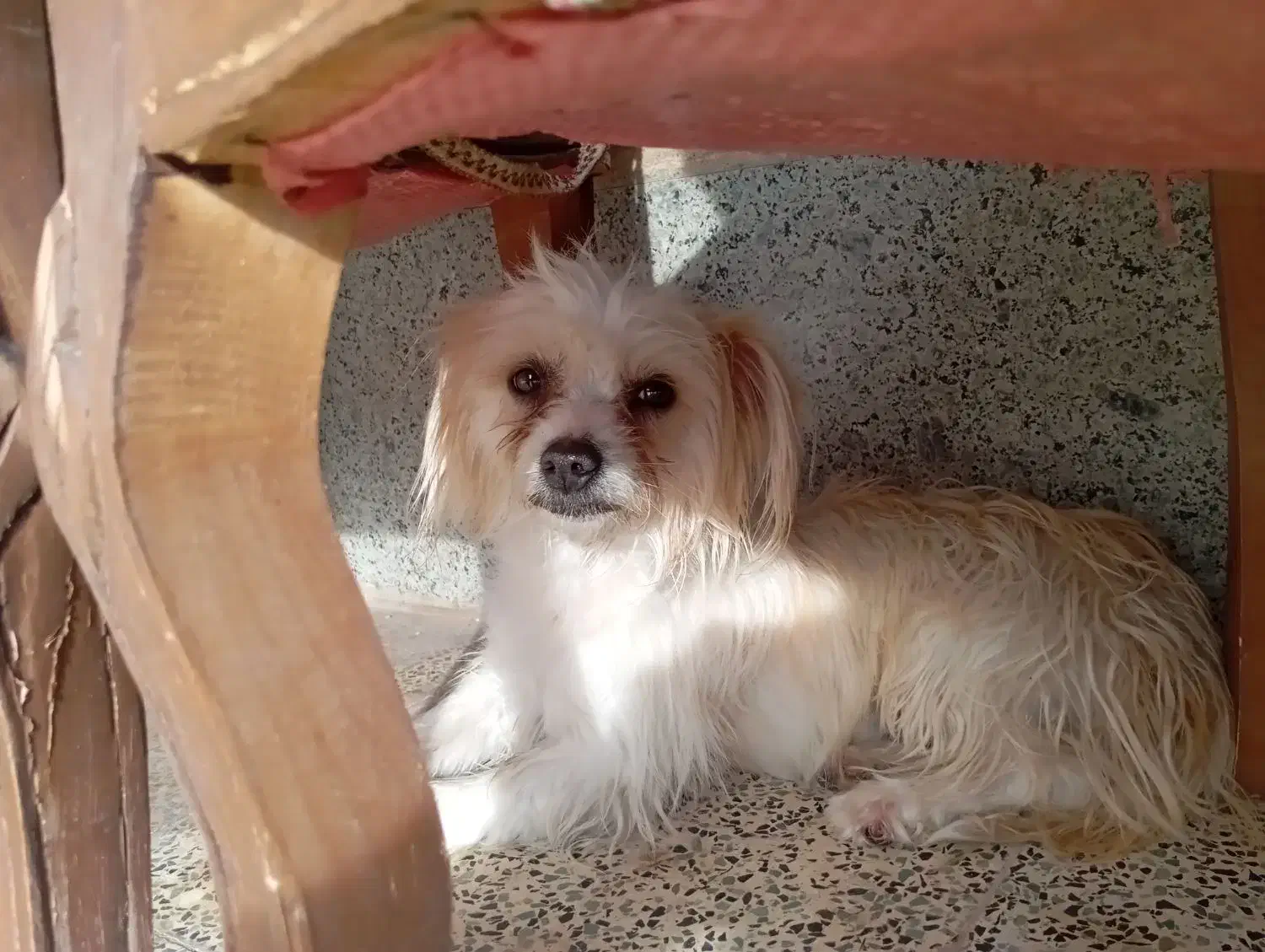 سگ شیتزو|سگ|کرمان, |دیوار