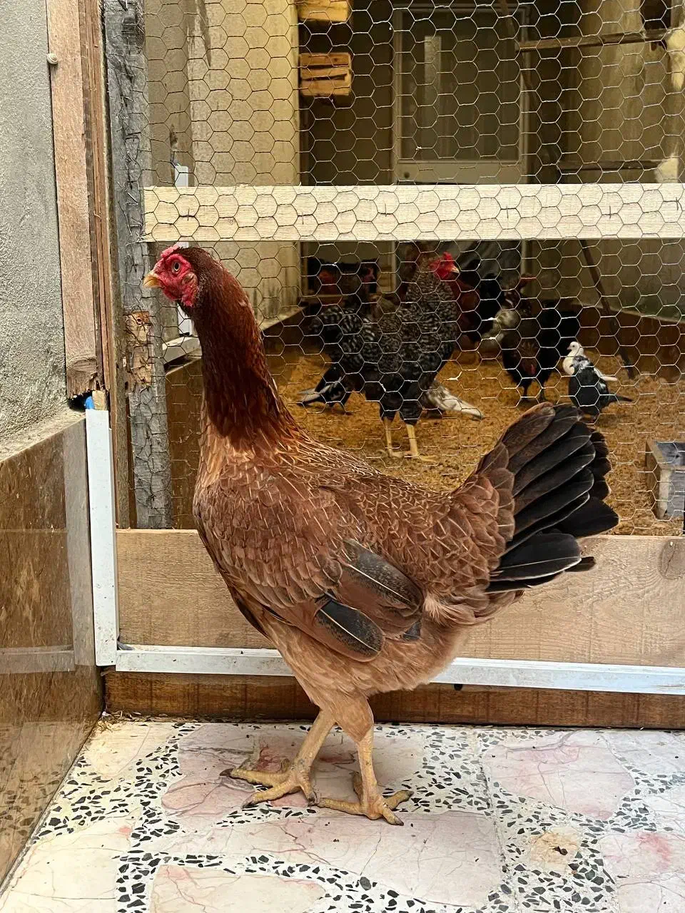 مرغ لاری قهوه ای|حیوانات مزرعه|آمل, |دیوار