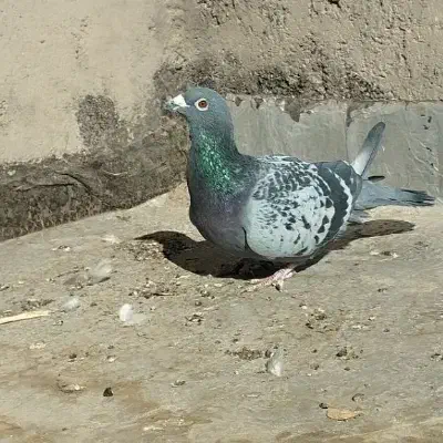 کفتر|پرنده|خوسف, |دیوار