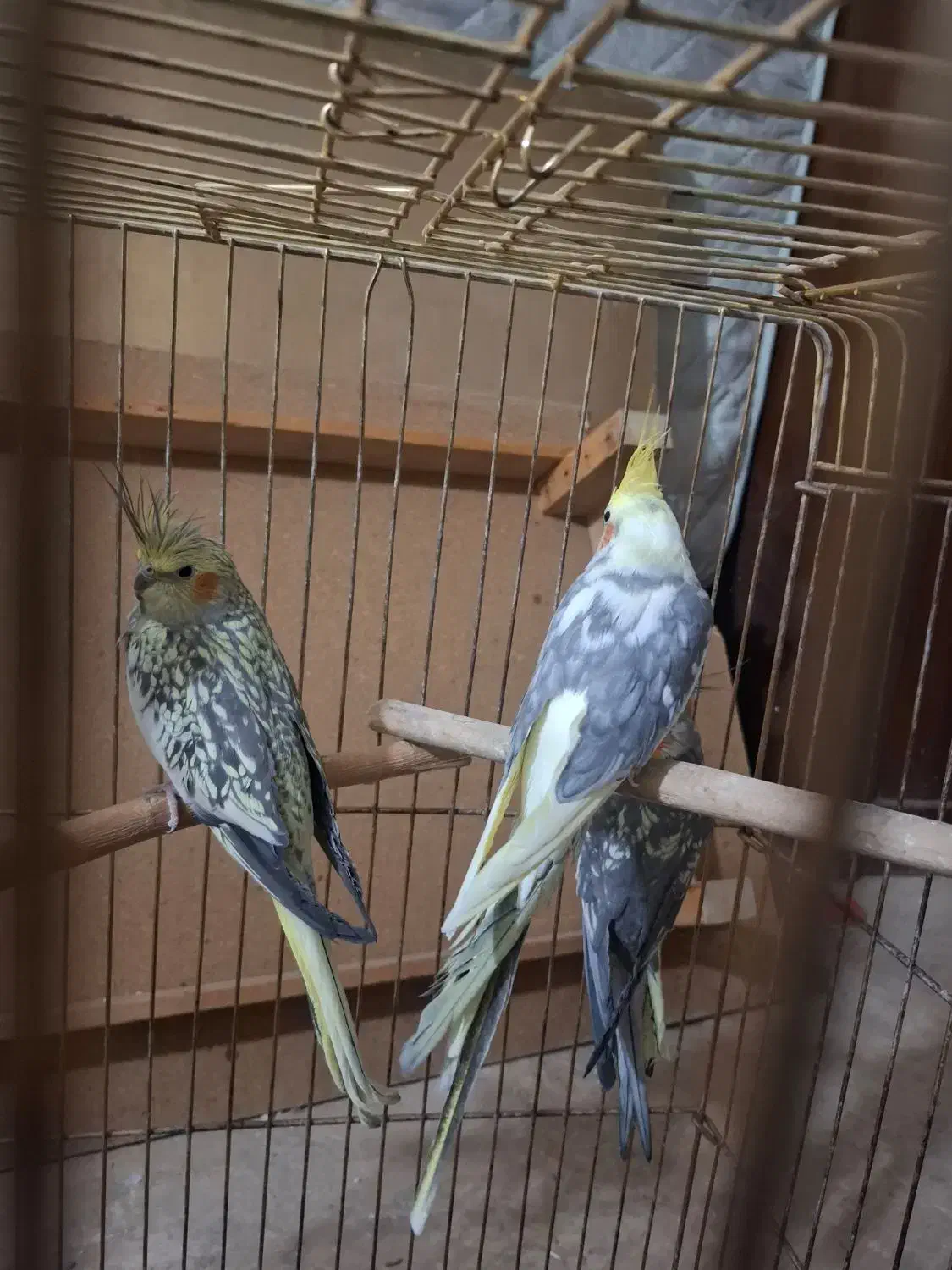 عروس هلندی|پرنده|تهران, جوادیه تهرانپارس|دیوار