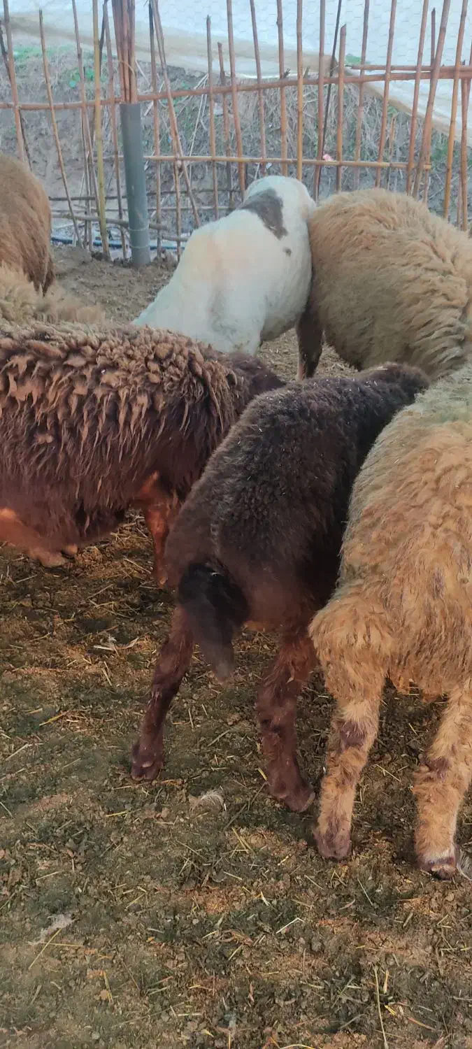 بره نر|حیوانات مزرعه|بابل, |دیوار