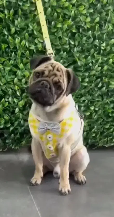 پاگ ۲ ساله شناسنامه دار واکسینه|سگ|قائمشهر, |دیوار