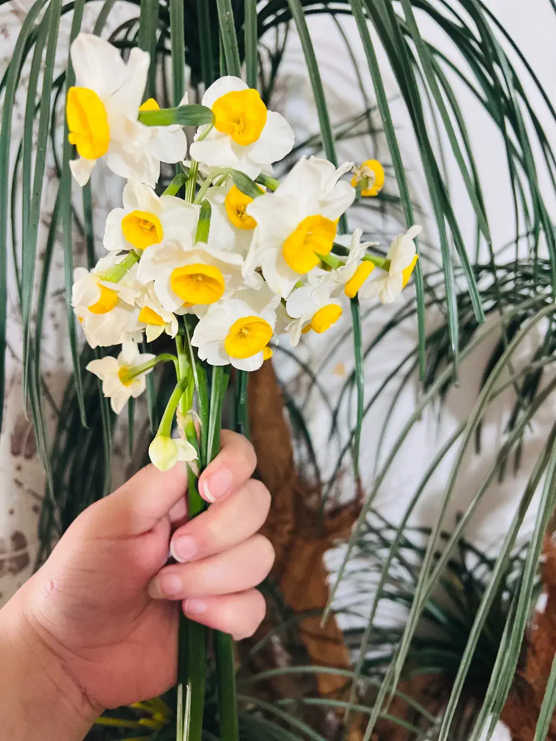 گل نرگس|گل و گیاه طبیعی|خان ببین, |دیوار