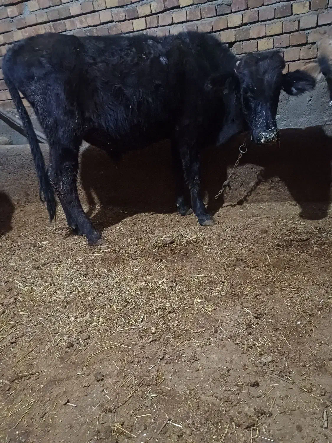 دوعدد گوساله نر مخصوص پای پروار|حیوانات مزرعه|حسین آباد, |دیوار