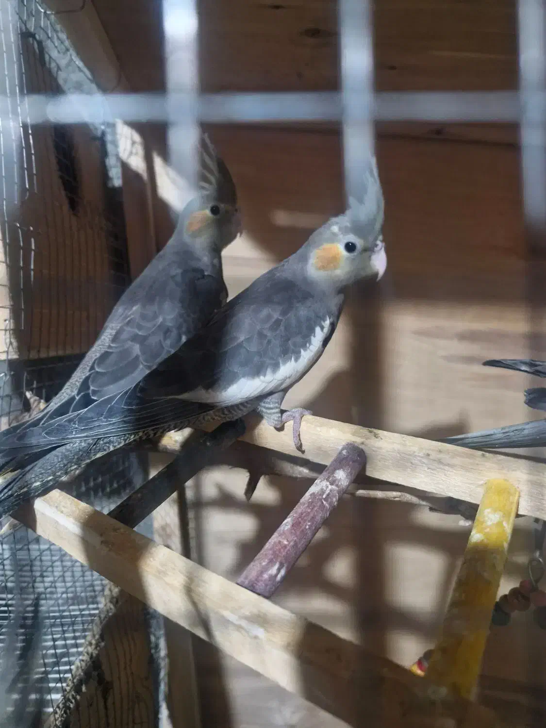 یک جفت عروس هلندی لوتینو|پرنده|برازجان, |دیوار