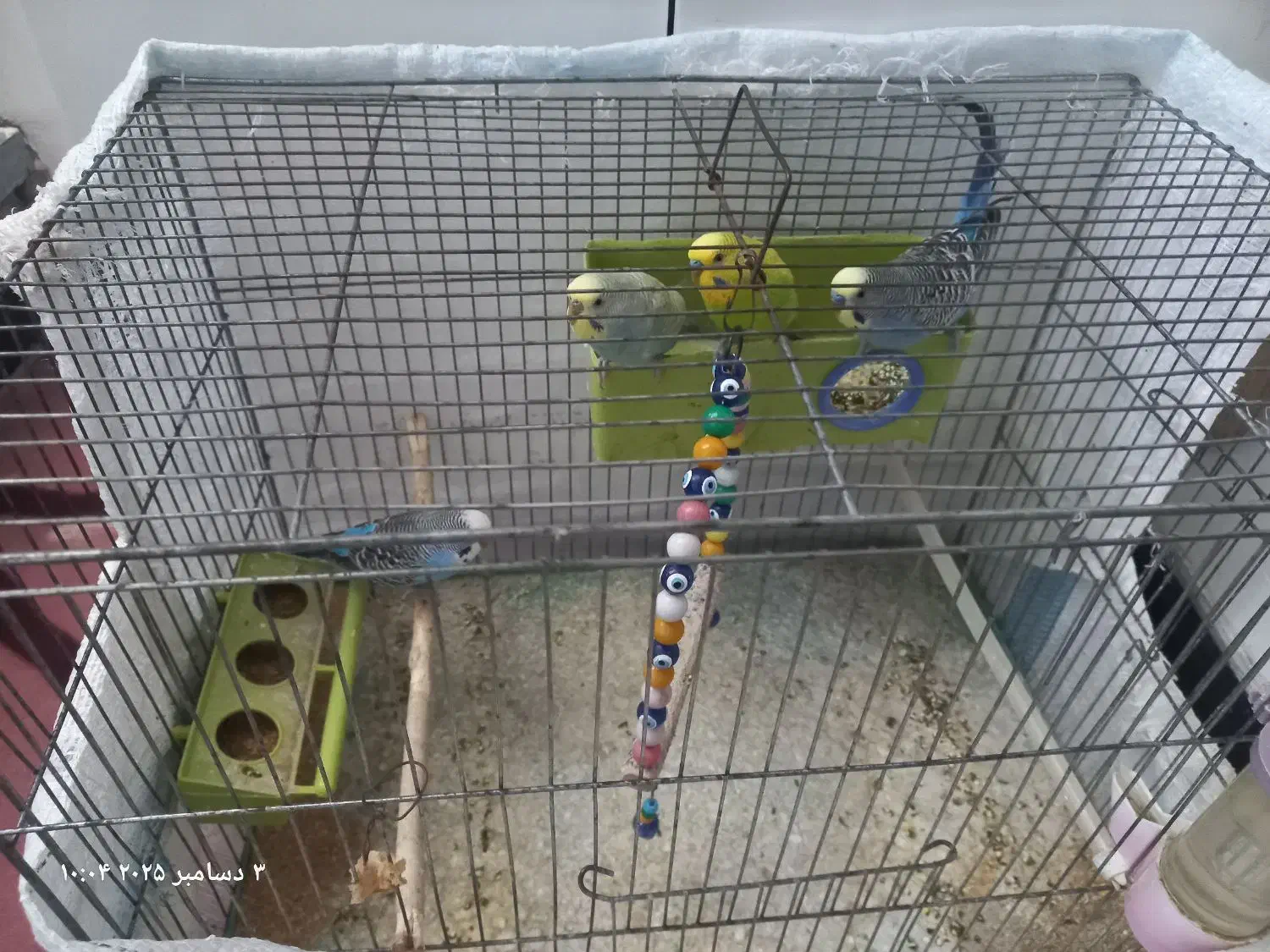 مرغ عشق|پرنده|مشگین شهر, |دیوار