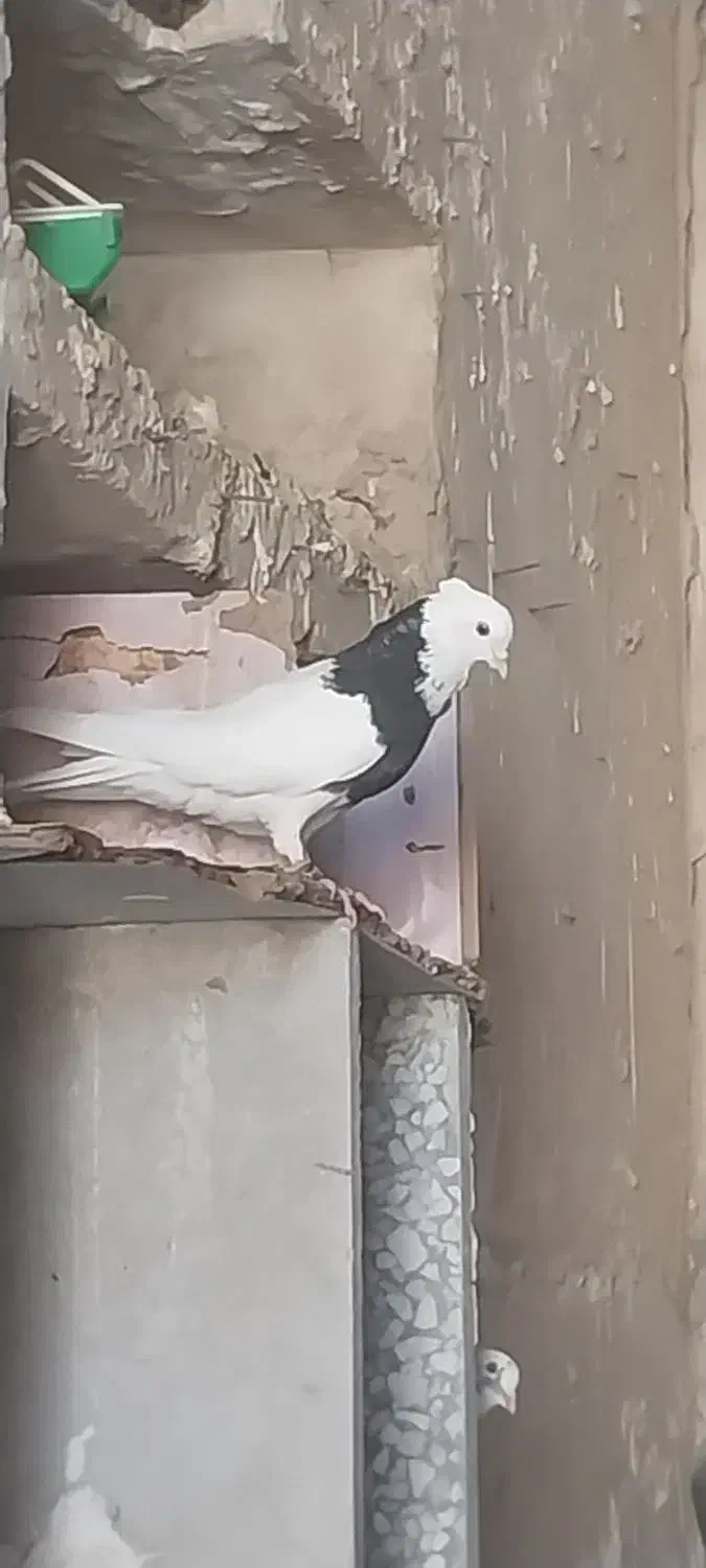 کبوتر طوقی سیاه|پرنده|بوشهر, |دیوار