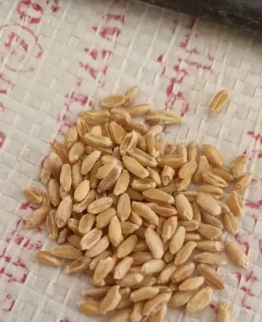 گندم جهت پخت نان .|عمده‌فروشی|آباده, |دیوار