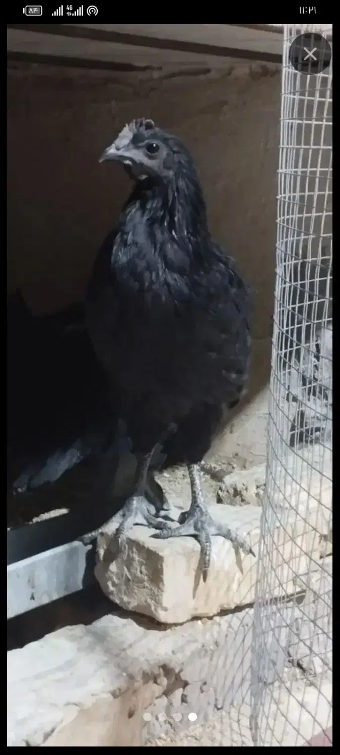 مرغ زینتی 5 ماهه|حیوانات مزرعه|جغتای, |دیوار