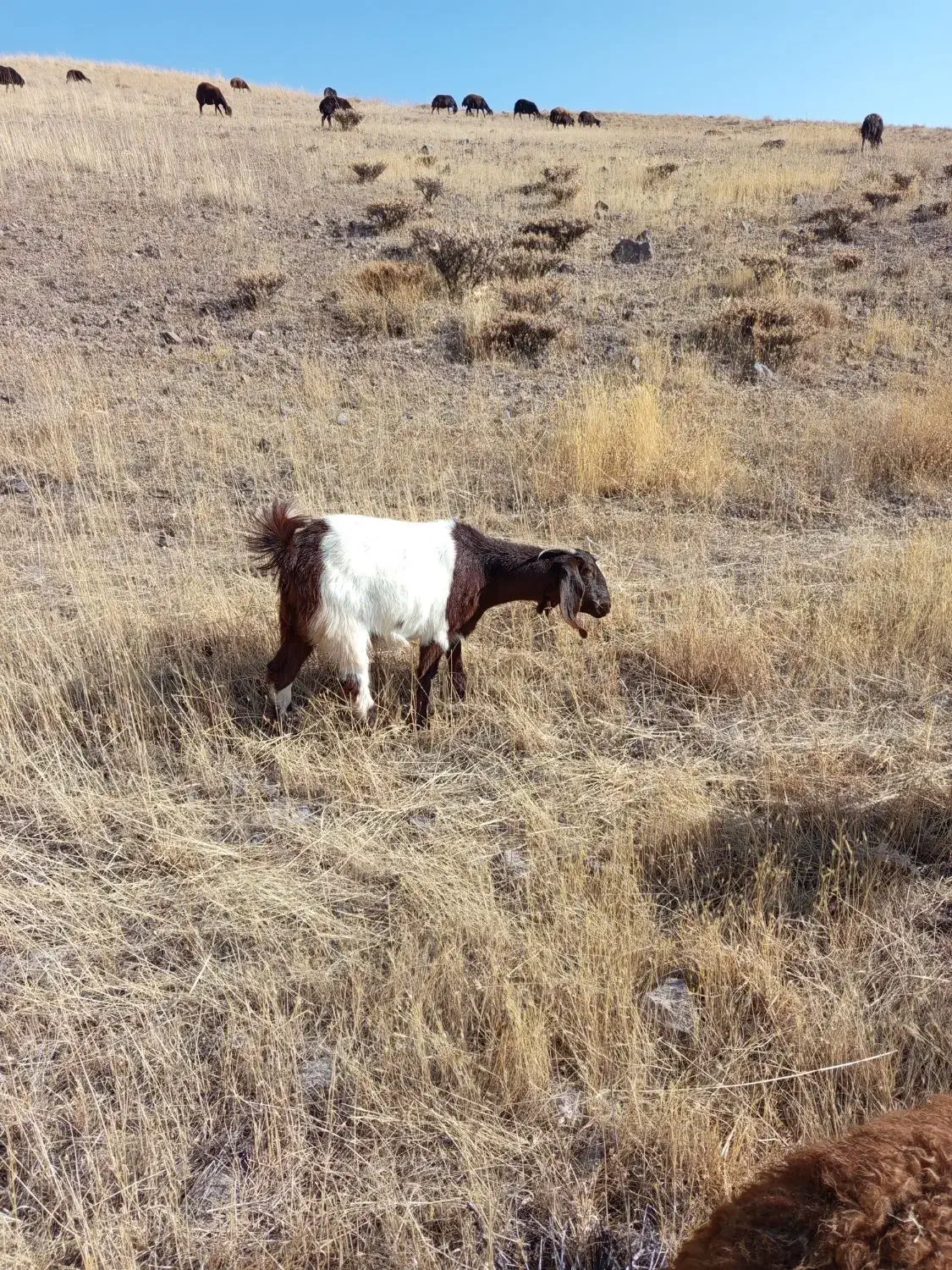 یک راس بز ماده|حیوانات مزرعه|ترکمانچای, |دیوار