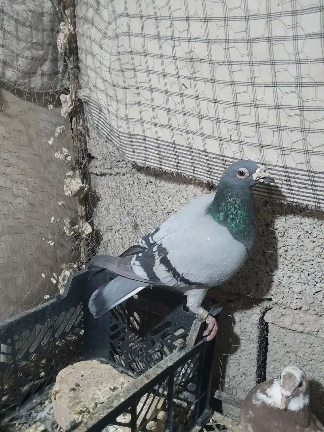 فروشی کبوتر فوری|پرنده|سراوان, |دیوار