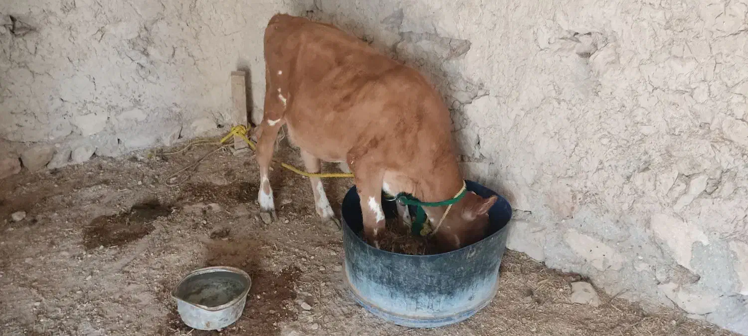 فروش گاو جرسی|حیوانات مزرعه|کوشکنار, |دیوار