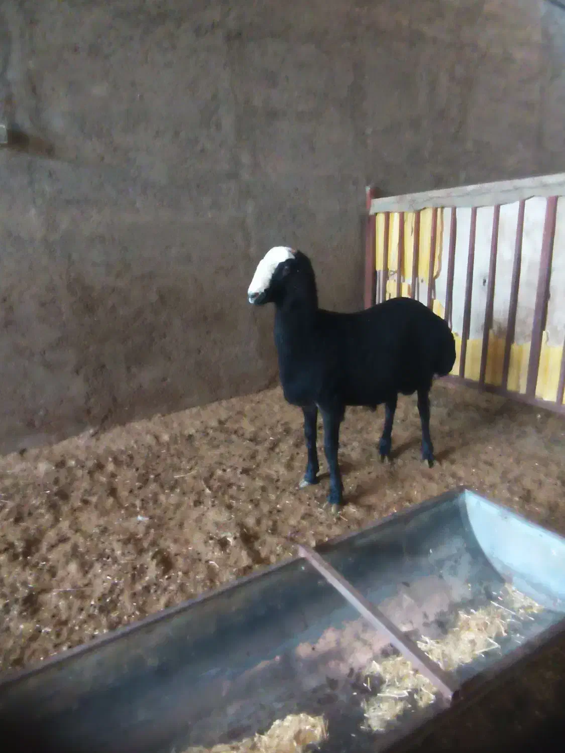 بره قوچ سیاه شال|حیوانات مزرعه|تاکستان, |دیوار