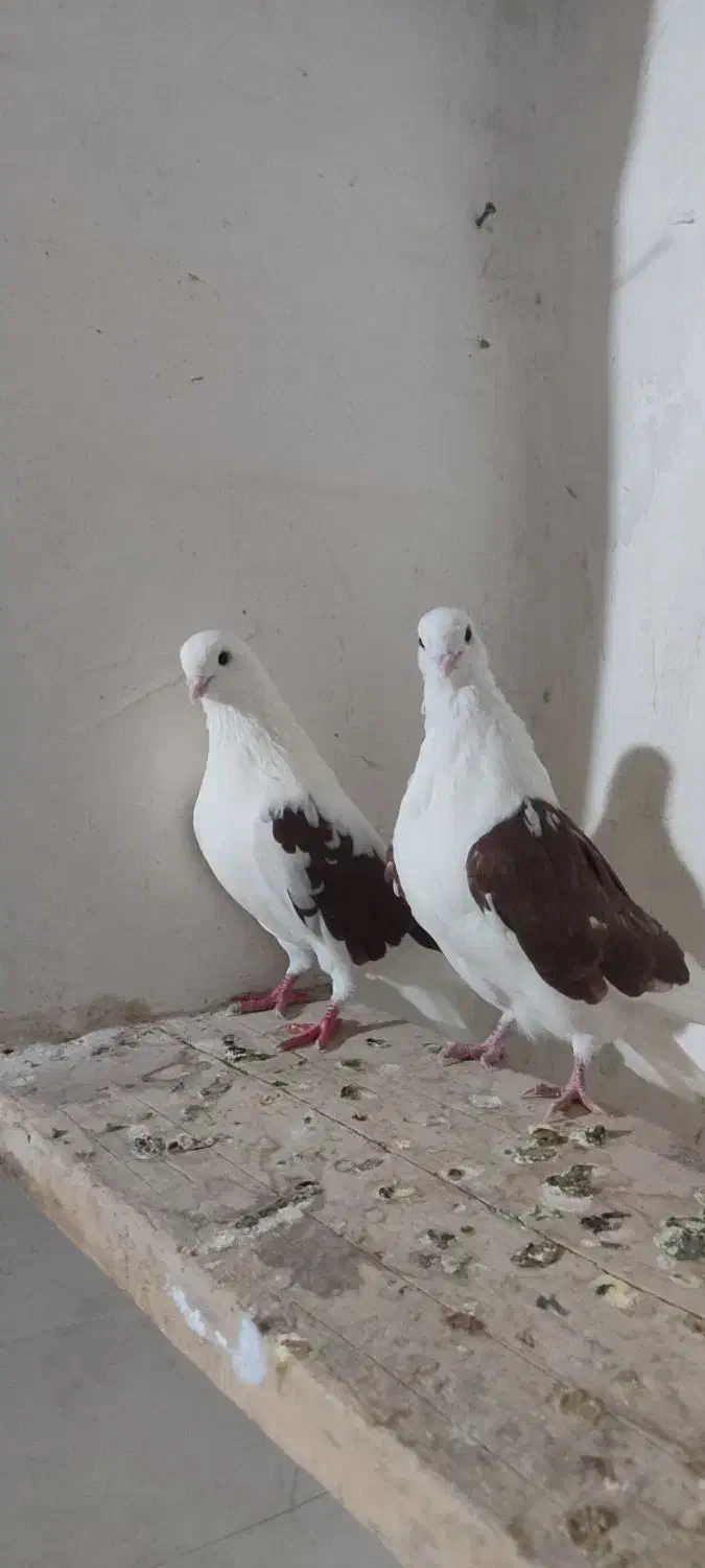 کبوتر|پرنده|صائین قلعه, |دیوار