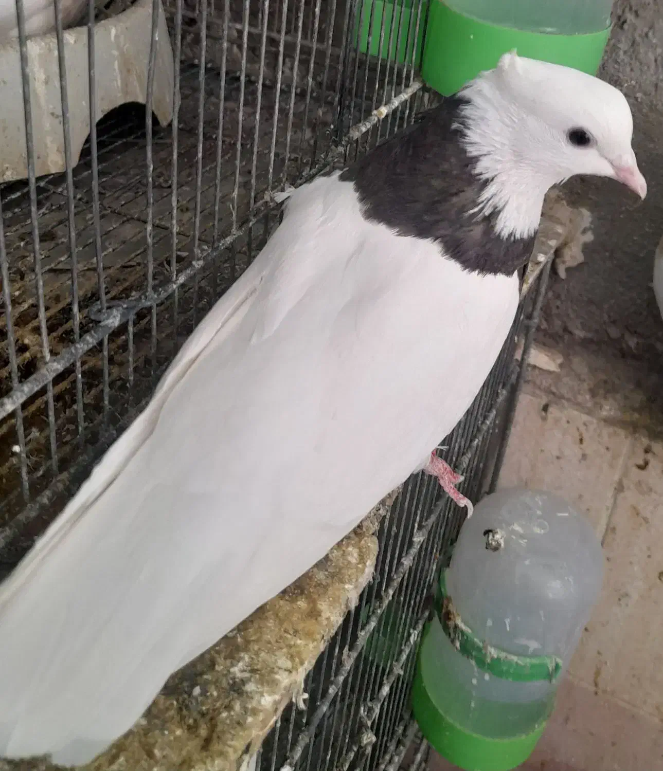 فولادی|پرنده|اندیکا, |دیوار