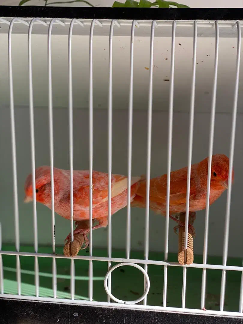 فروش قناری نر برفکی درشت|پرنده|مبارکه, |دیوار