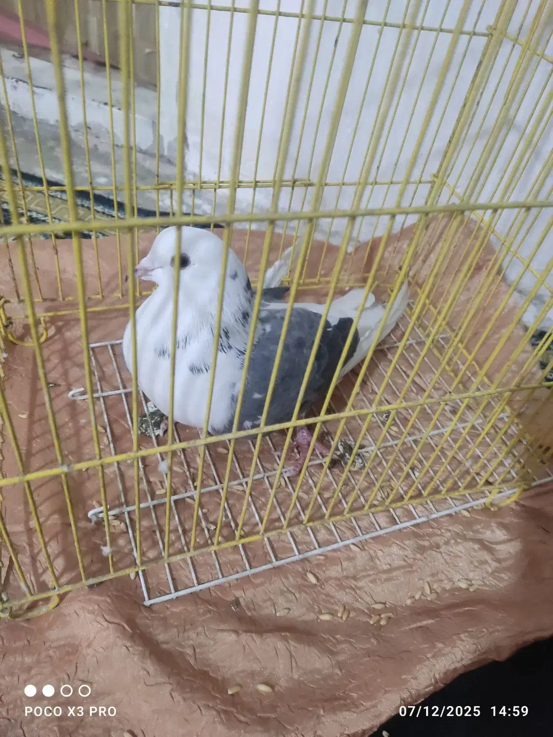 کفتر دو کت سیاه|پرنده|چهارباغ, |دیوار