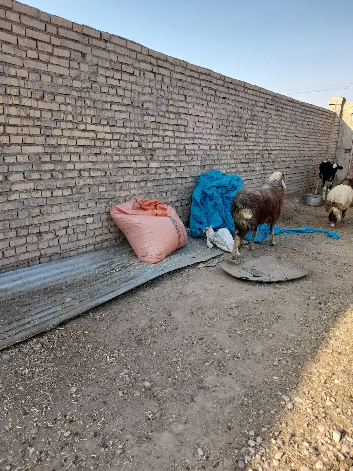 گوسفند مطفل ماده زیرش در حمیدیه|حیوانات مزرعه|حمیدیه, |دیوار
