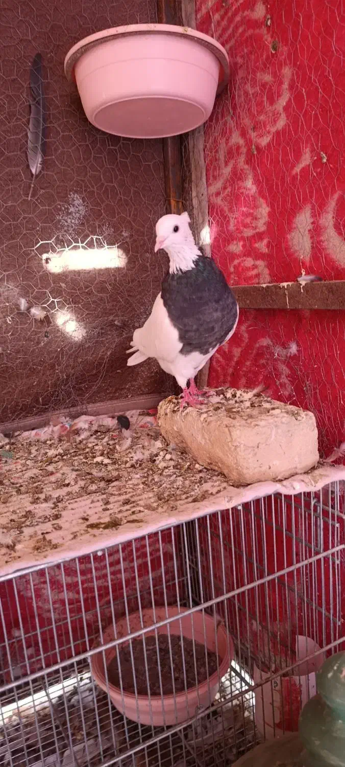 ماده فولادی|پرنده|بیستون, |دیوار