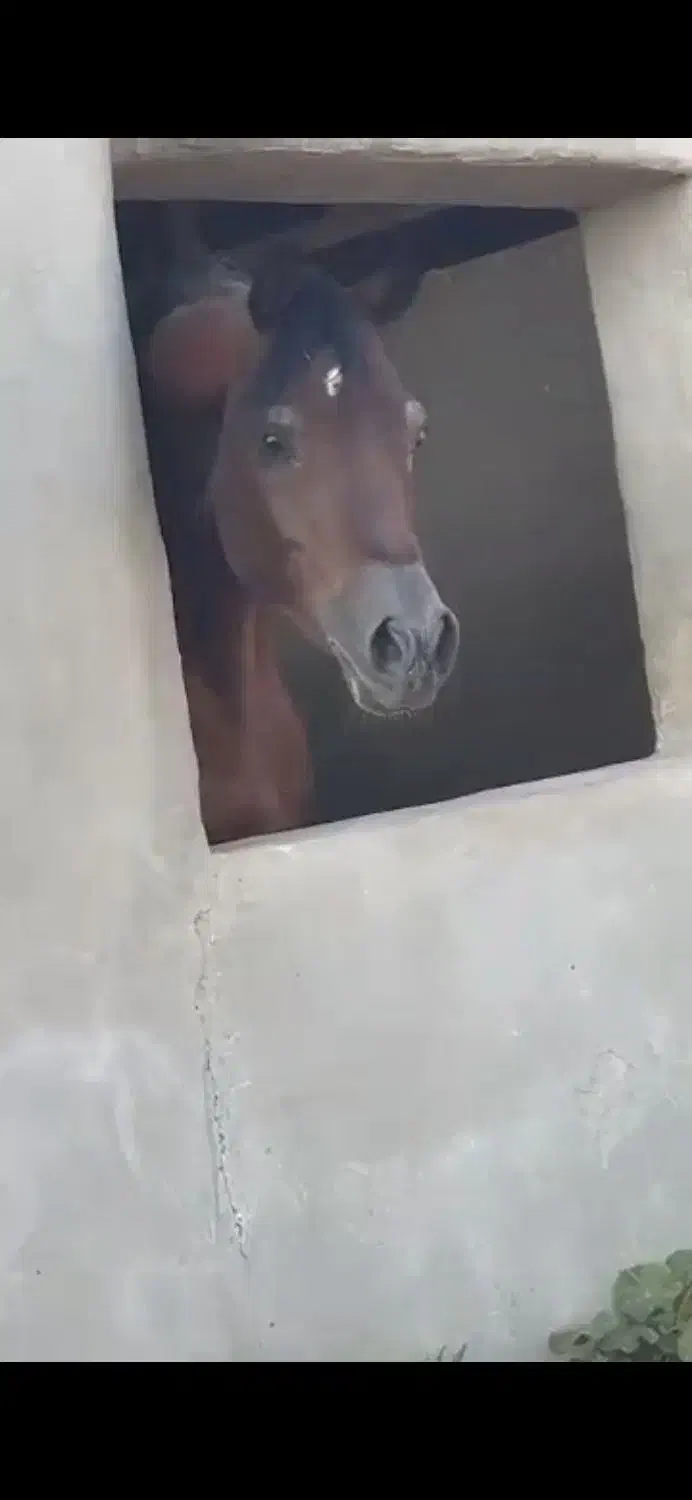 اسب دوسر خارجی سیلمی|اسب و تجهیزات اسب‌سواری|تهران, فلسطین (میدان انقلاب)|دیوار