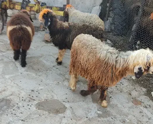 بره لری|حیوانات مزرعه|مسجد سلیمان, |دیوار