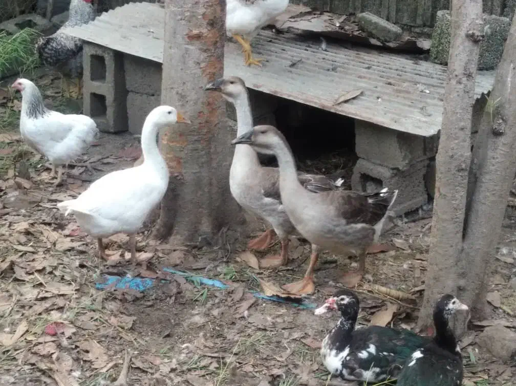 قو غاز و خروس|حیوانات مزرعه|سیاهکل, |دیوار