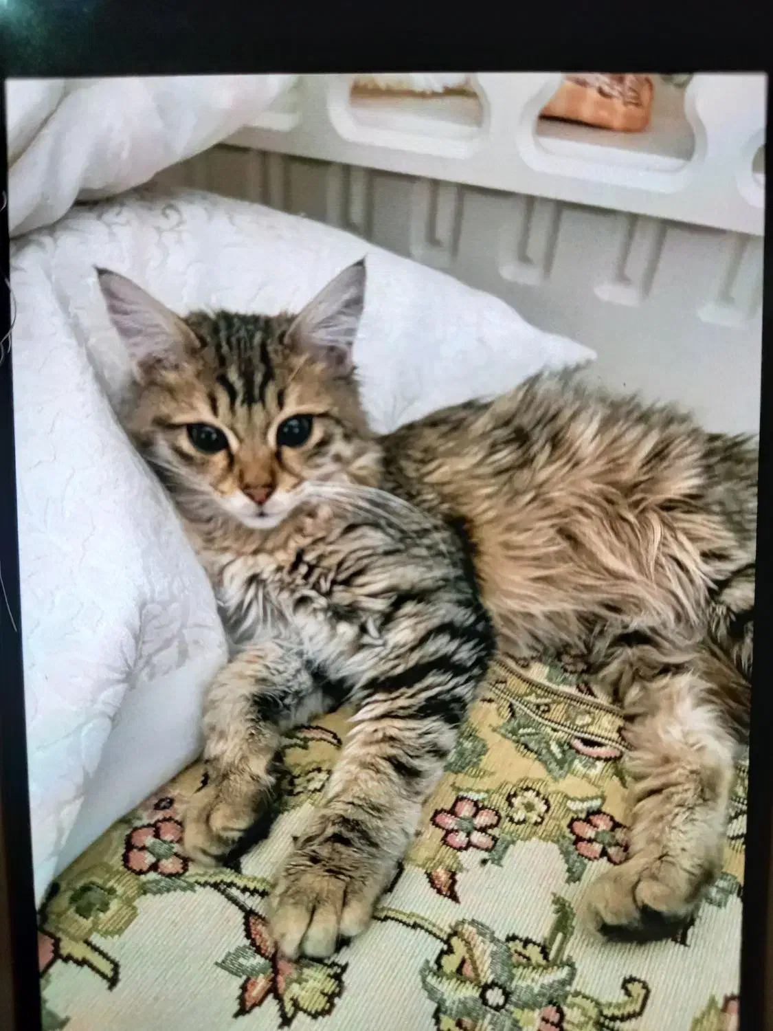 گربه ۵ ماهه ماده|گربه|تهران, صادقیه|دیوار