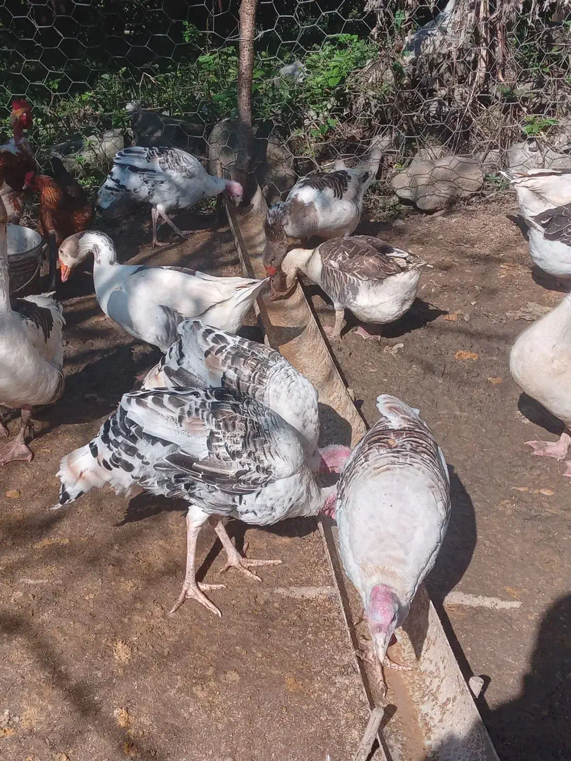 بوقلمون محلی|حیوانات مزرعه|مرزیکلا, |دیوار