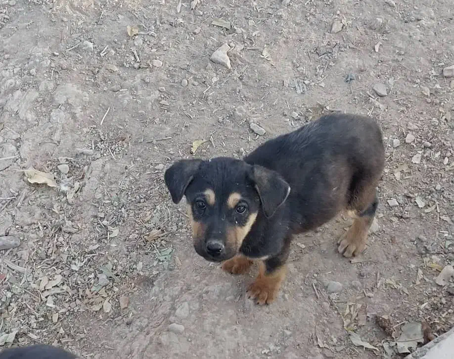 توله سگ نر جرمن دوماهه|سگ|ارژن, |دیوار