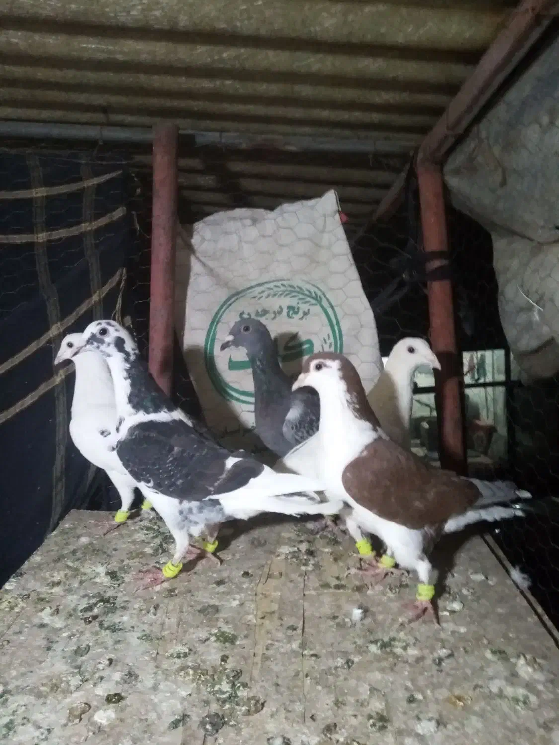 کفتر قلدور پرشی|پرنده|درمیان, |دیوار