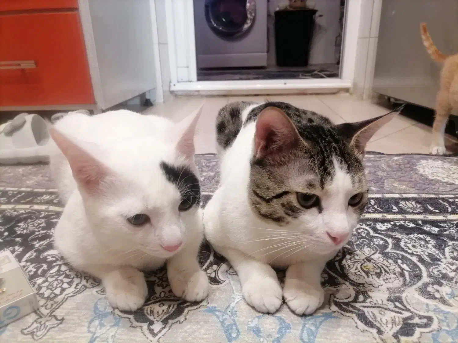 واگذاری گربه خونگی نر ۸ ماهه|گربه|گنبد کاووس, |دیوار