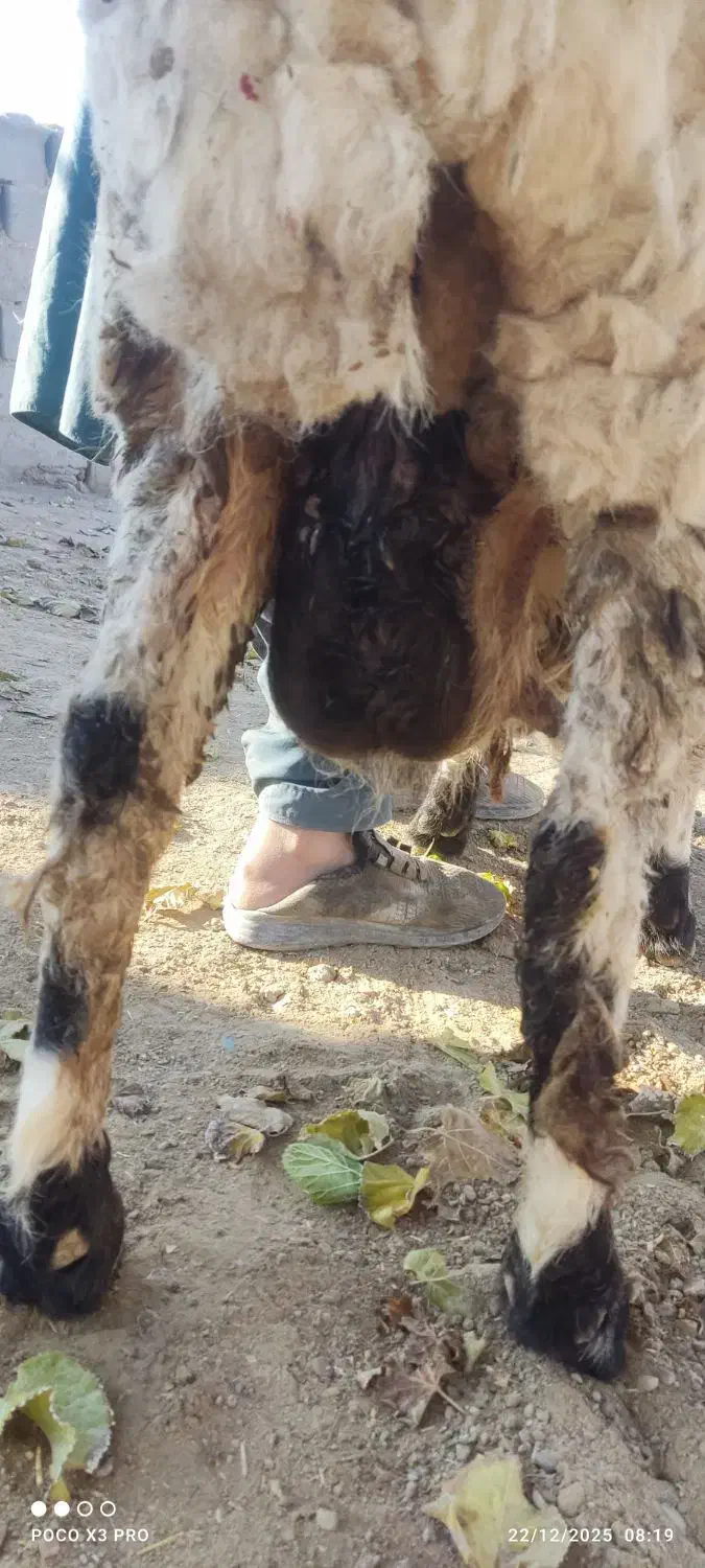 گوسفند مری دورگ|حیوانات مزرعه|هامون, |دیوار