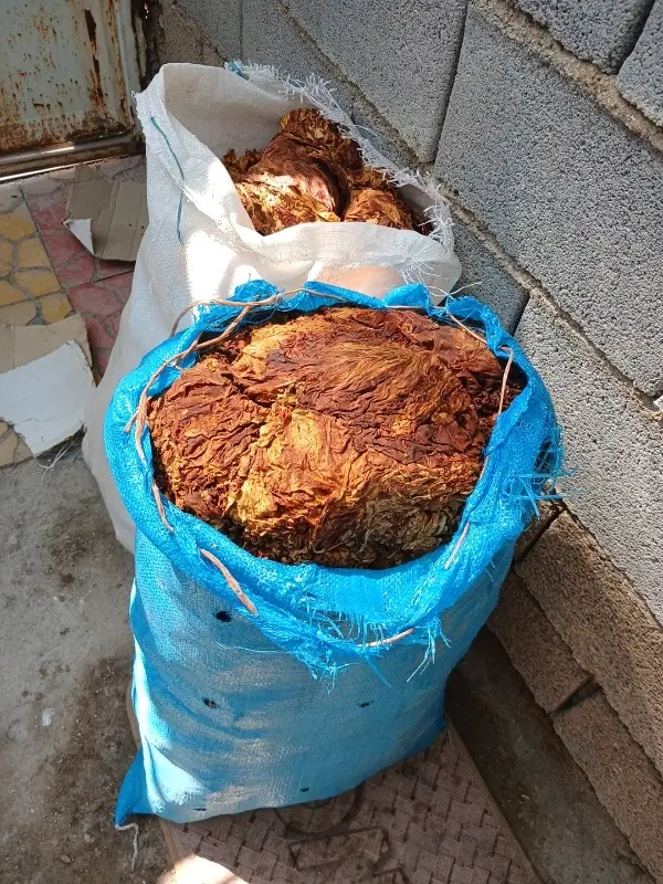 برگ زرد|گل و گیاه طبیعی|بندر ماهشهر, |دیوار