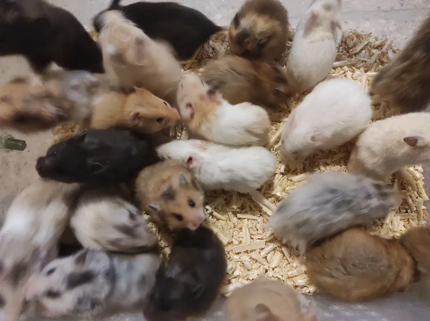 همستر ، رت ، موش سوری|موش و خرگوش|مشهد, احمدآباد|دیوار