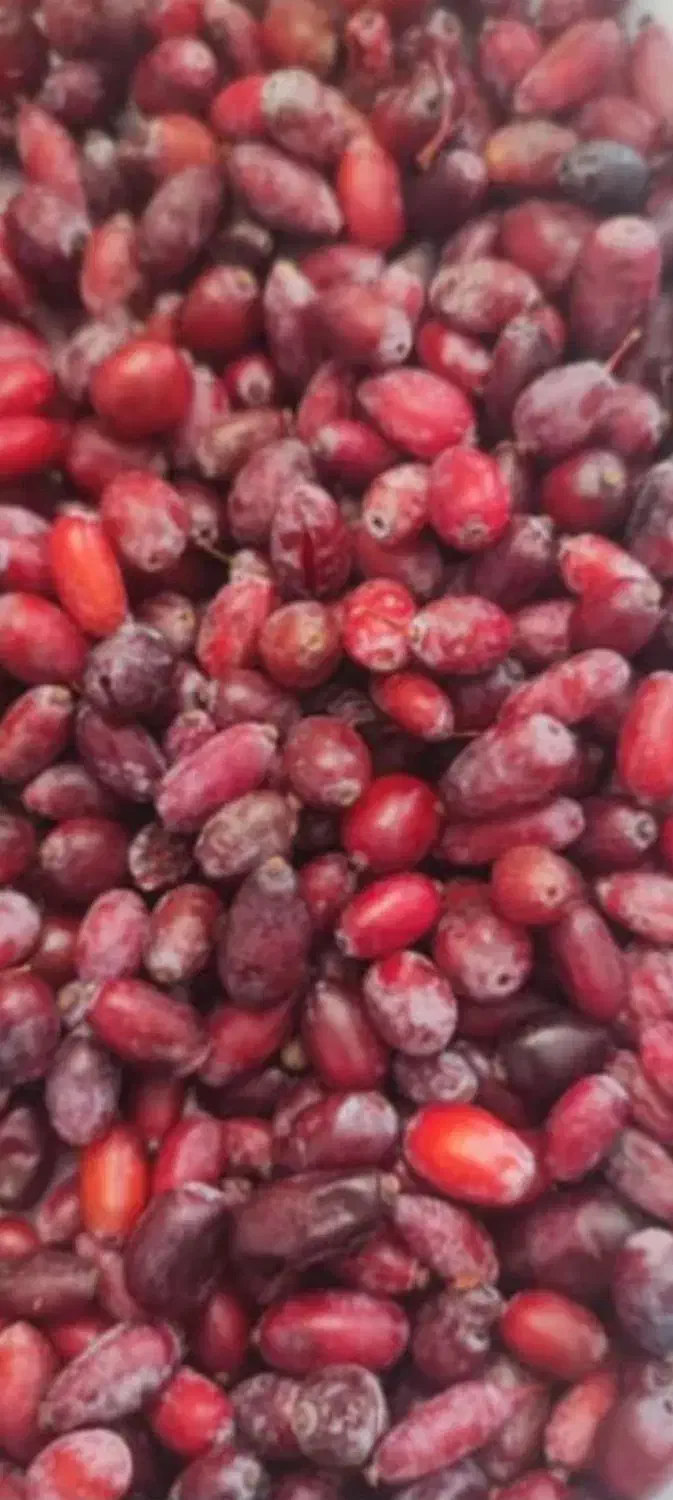 زرشک تر و خشک کوهی محلی و آب زرشک|خوردنی و آشامیدنی|شیراز, شهرک قمشه|دیوار