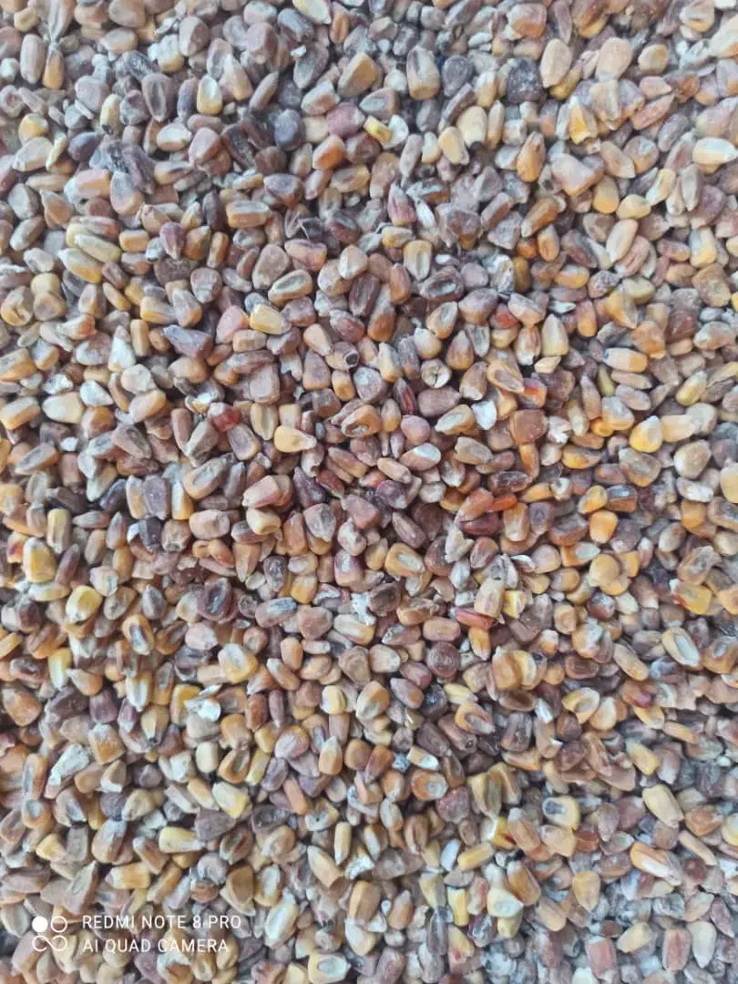 ذرت درجه 2|عمده‌فروشی|اصفهان, باغ زرشک|دیوار