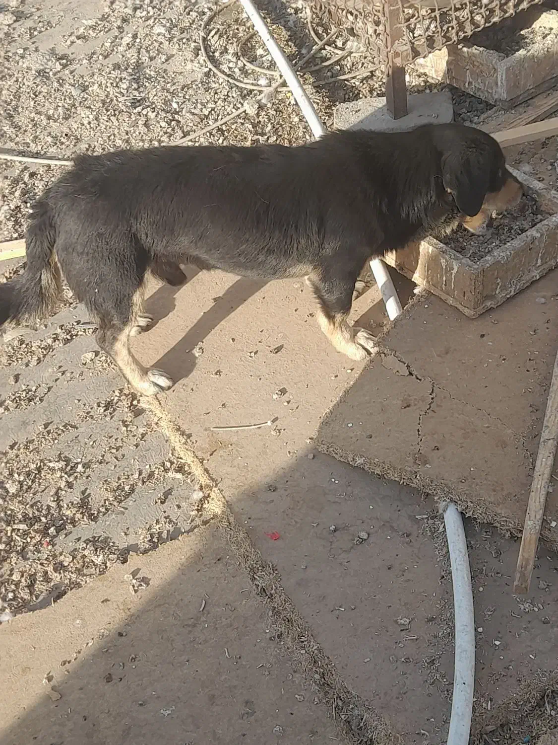 سگ پاکوتاه|سگ|تهران, نعمت‌آباد|دیوار