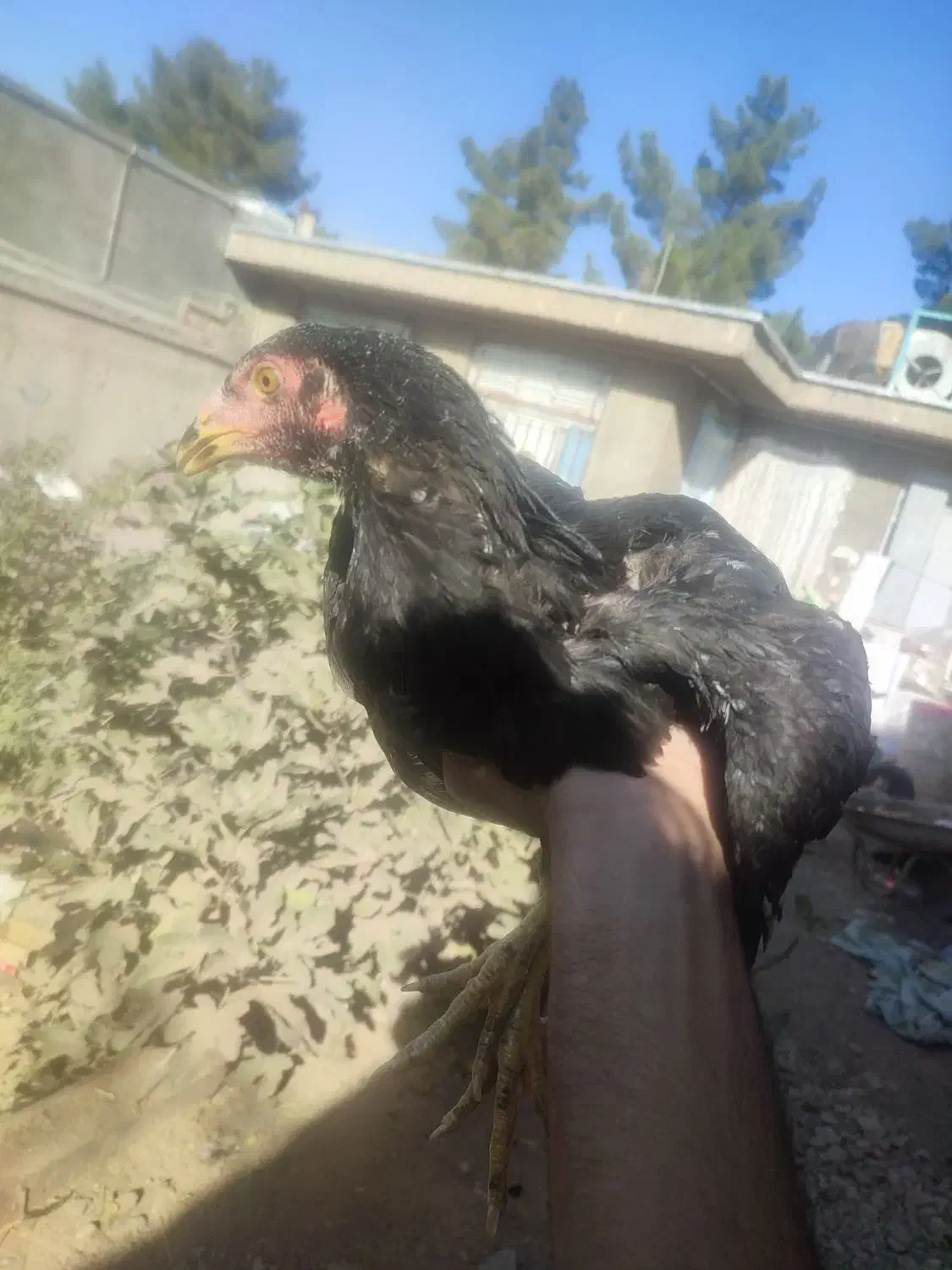 سه عدد مرغ و یک خروس|حیوانات مزرعه|تربت جام, علوی|دیوار