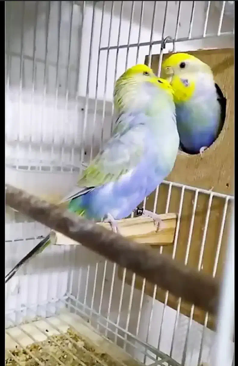 مرغ عشق انگلیسی رینبو|پرنده|مشهد, شهرک امام هادی (شهرک غرب)|دیوار