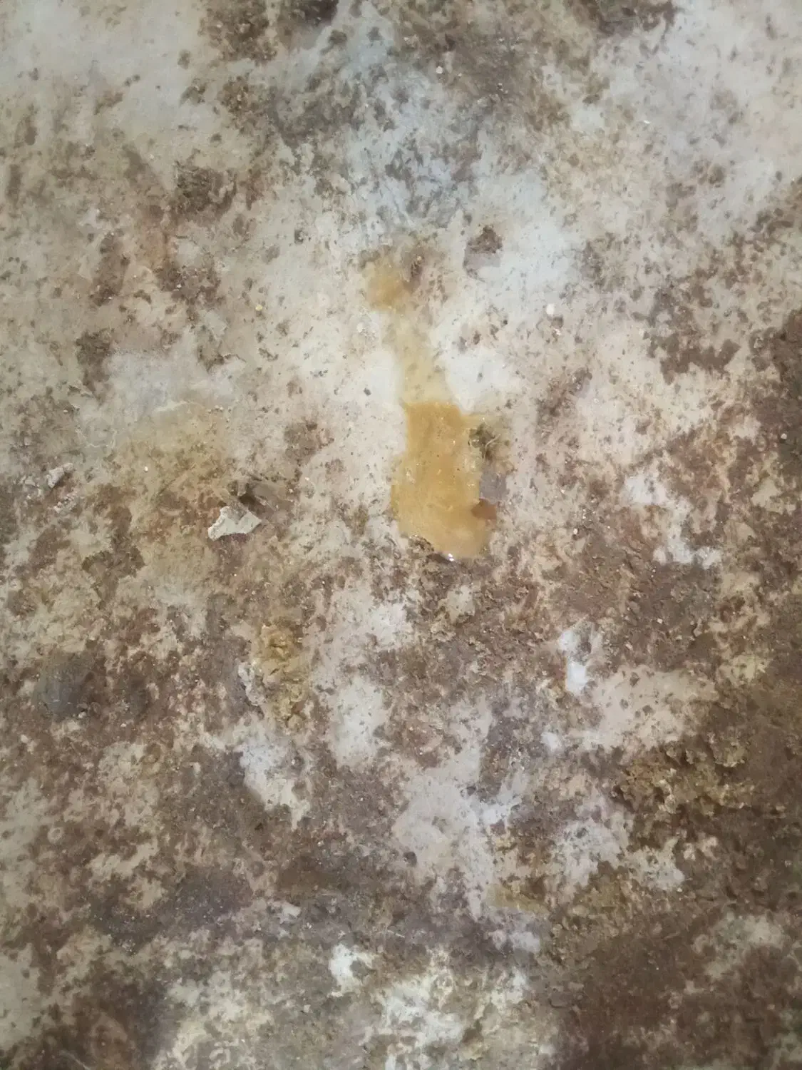 کود حیوانی|لوازم جانبی حیوانات|کشکوئیه, |دیوار