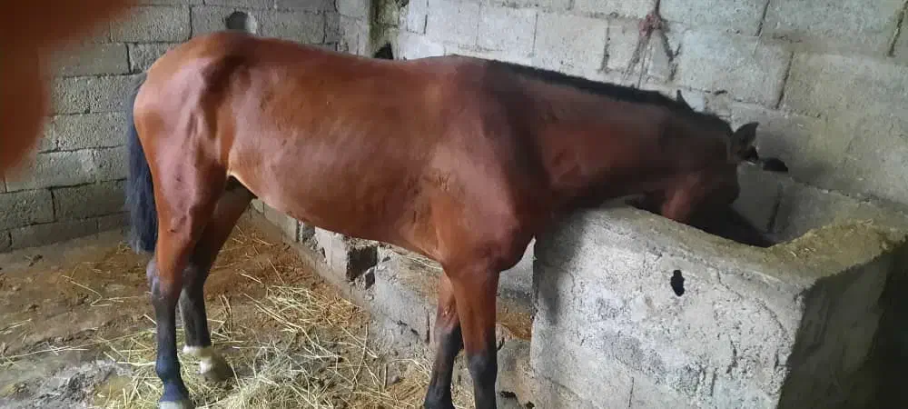 اسب ۴سال|اسب و تجهیزات اسب‌سواری|رضوانشهر, |دیوار