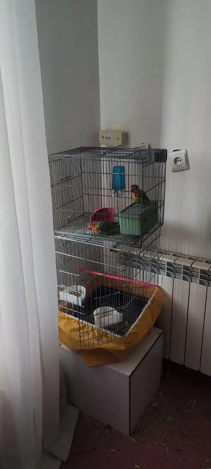 کوتوله|پرنده|زرند, |دیوار