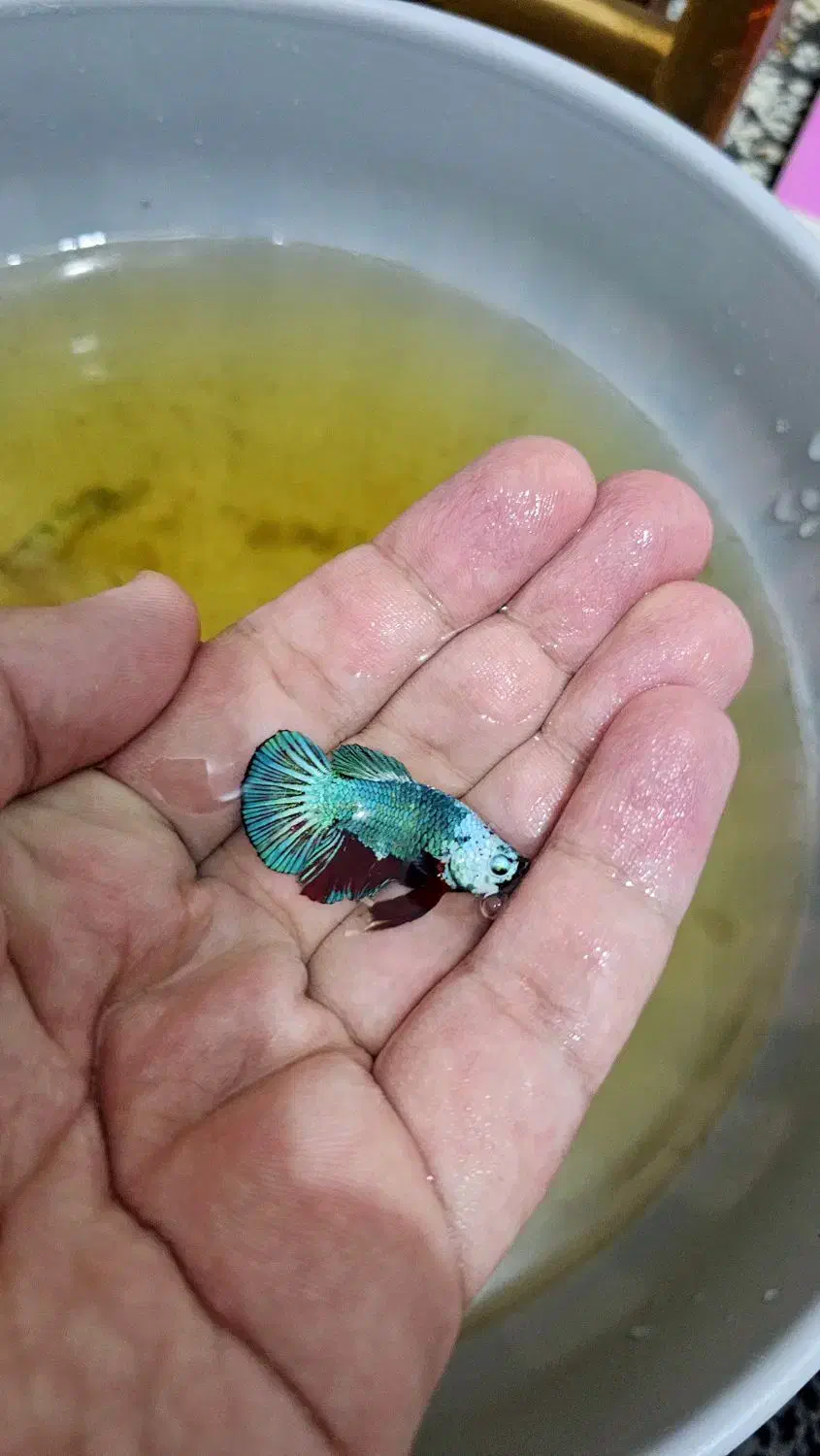 ماهی فایتر پلاکت|ماهی|خرمآباد, |دیوار