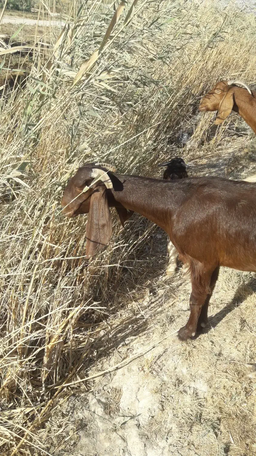 دوعدد بزماده|حیوانات مزرعه|خرمشهر, |دیوار