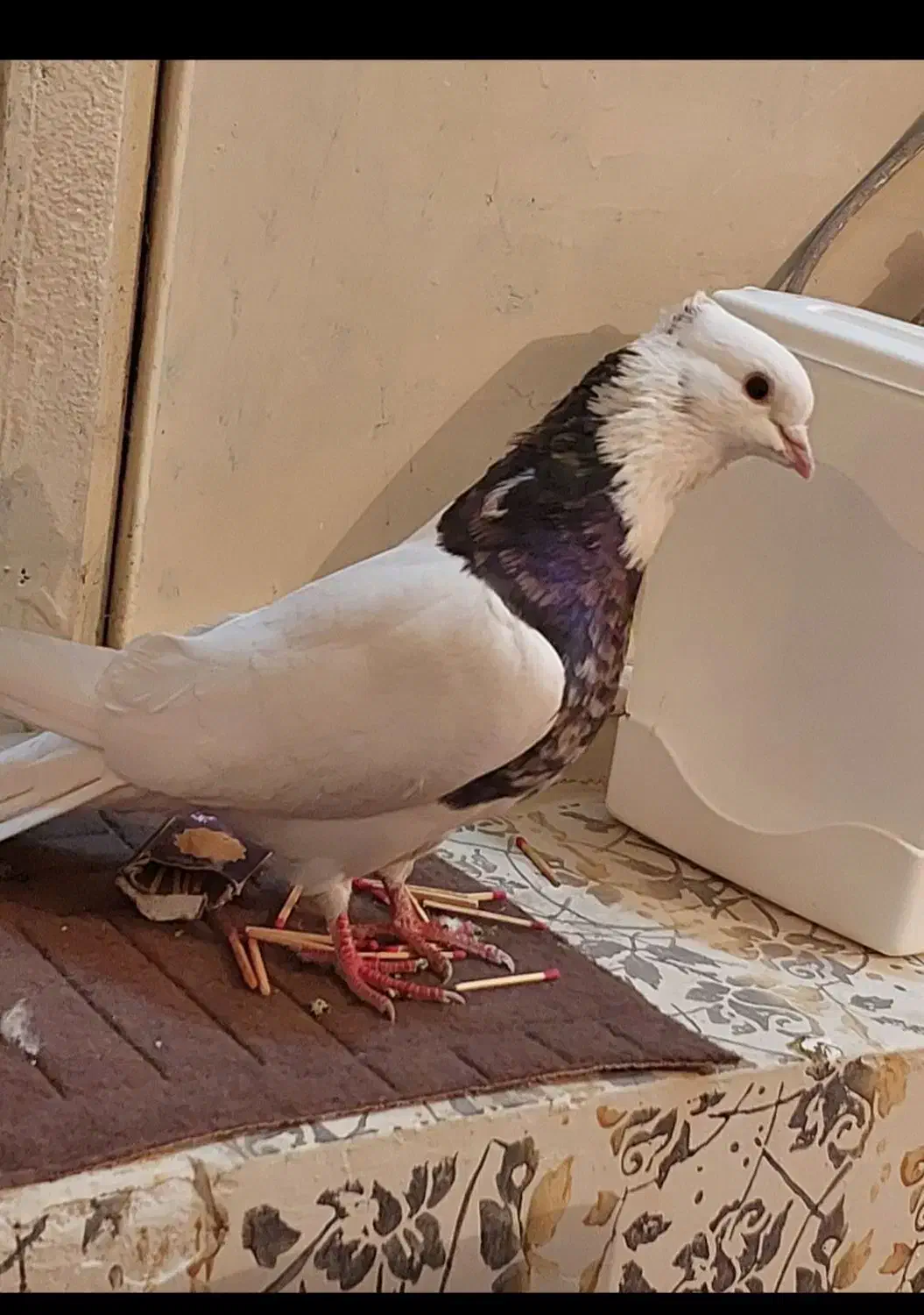 طوقی|پرنده|بیستون, |دیوار