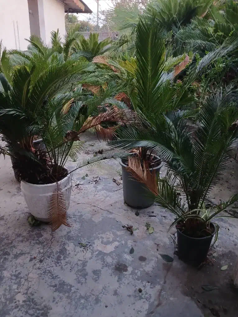 فروش فوری تعدادی سیکاس|گل و گیاه طبیعی|عباسآباد, |دیوار