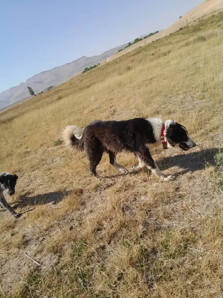 سگ ده ماهه|سگ|نورآباد ممسنی, |دیوار