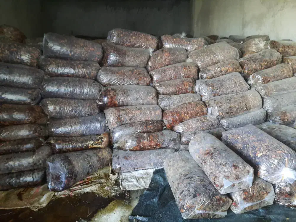 خرما خنیزی.  کلوته|خوردنی و آشامیدنی|رودان, |دیوار